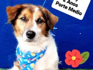 Cachorro raça Srd idade 2 anos nome Tody
