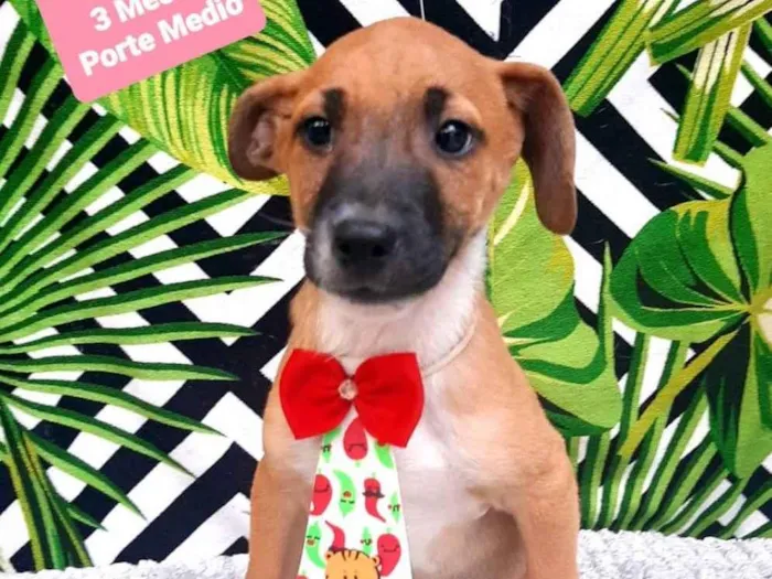 Cachorro raça Srd idade 2 a 6 meses nome Theo 