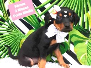 Cachorro raça Srd idade 2 a 6 meses nome Cloe 