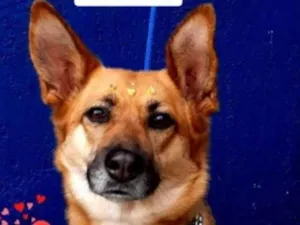 Cachorro raça Misturinha  de pastor alemão  idade 3 anos nome Rebeca 