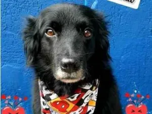 Cachorro raça Srd idade 3 anos nome Nicolau 