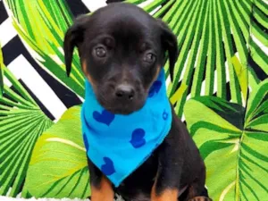 Cachorro raça Srd idade 2 a 6 meses nome Leo