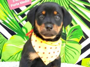 Cachorro raça Srd idade 2 a 6 meses nome Urso