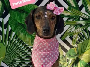 Cachorro raça Srd idade 2 anos nome Margarete 