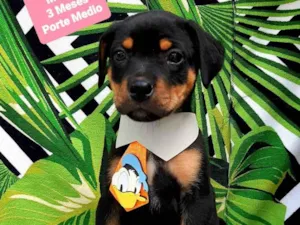 Cachorro raça Srd idade 2 a 6 meses nome Thor 
