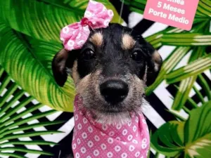 Cachorro raça Srd idade 2 a 6 meses nome Moana 