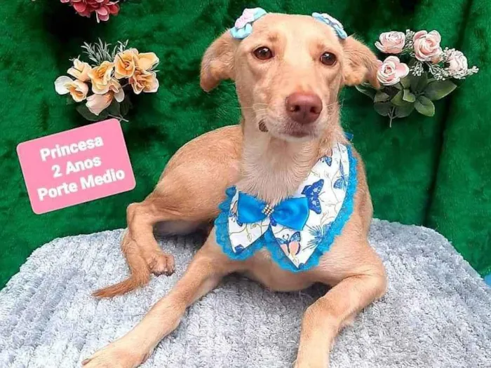 Cachorro raça Srd idade 2 anos nome Princesa 