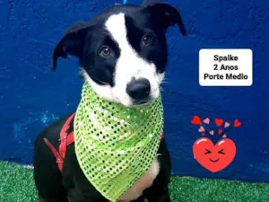Cachorro raça Srd idade 2 anos nome Spaike 