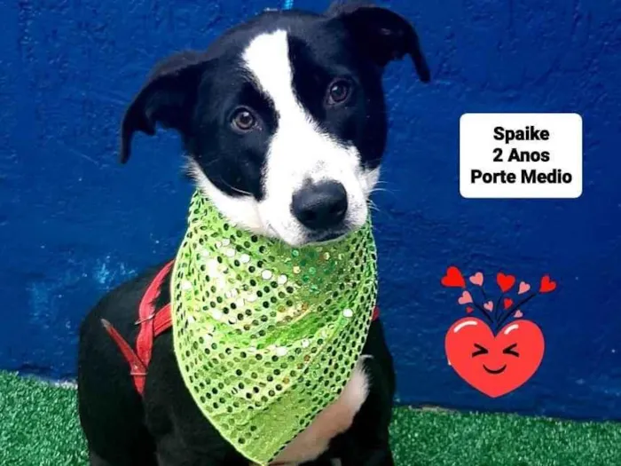 Cachorro raça Srd idade 2 anos nome Spaike 