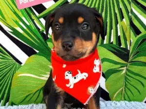 Cachorro raça Srd idade 2 a 6 meses nome Matteo