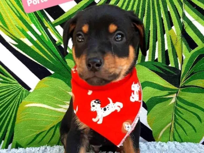 Cachorro raça Srd idade 2 a 6 meses nome Matteo