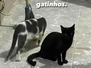 Gato raça Vira-lata idade 2 a 6 meses nome Não tem!