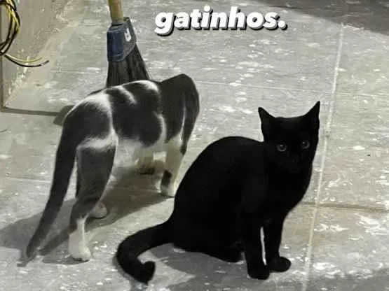 Gato ra a Vira-lata idade 2 a 6 meses nome Não tem!