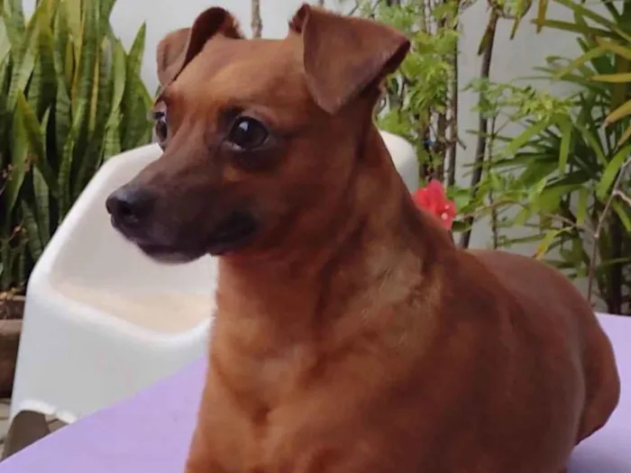 Cachorro ra a Pincher idade 3 anos nome  Rubinho