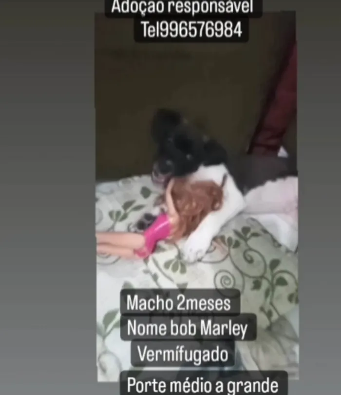 Cachorro raça Srd idade 2 a 6 meses nome Bob Marley 