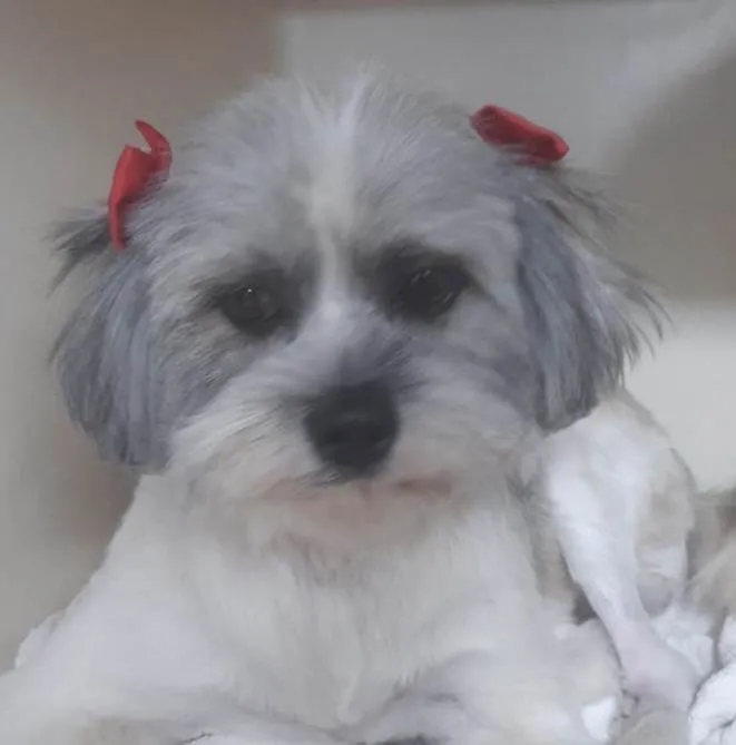 Cachorro ra a Mestiça  idade 7 a 11 meses nome Sofia 