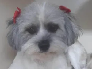Cachorro raça Mestiça  idade 7 a 11 meses nome Sofia 