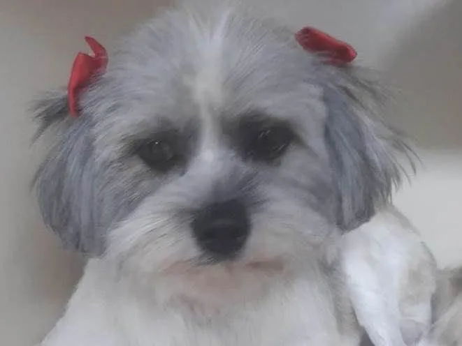 Cachorro ra a Mestiça  idade 7 a 11 meses nome Sofia 