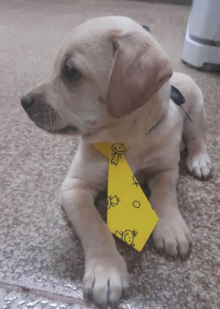 Cachorro ra a Mestiço  idade 2 a 6 meses nome Xodó 