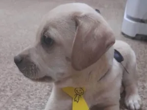 Cachorro raça Mestiço  idade 2 a 6 meses nome Xodó 