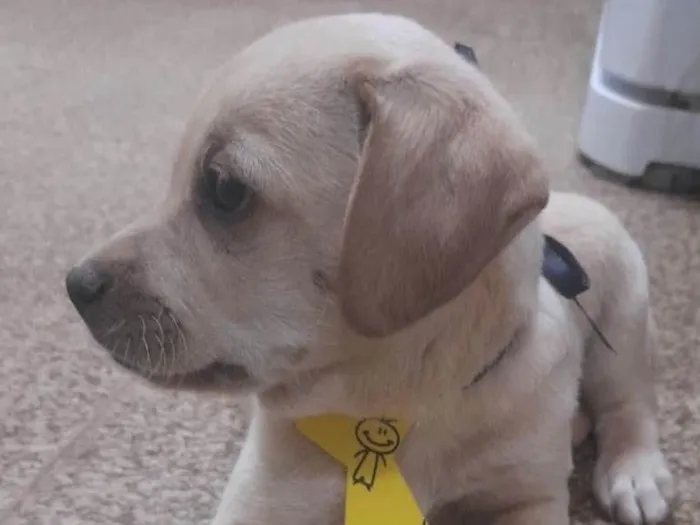 Cachorro ra a Mestiço  idade 2 a 6 meses nome Xodó 