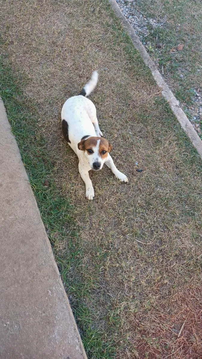 Cachorro ra a indefinida idade 7 a 11 meses nome Jade