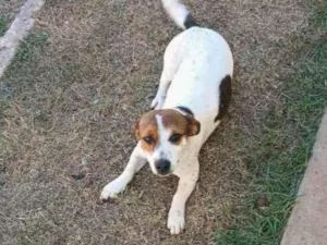 Cachorro raça indefinida idade 7 a 11 meses nome Jade