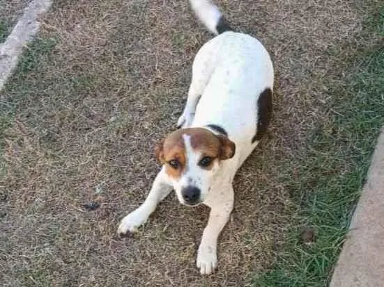 Cachorro ra a indefinida idade 7 a 11 meses nome Jade