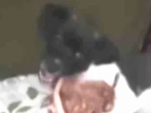 Cachorro raça Srd idade 2 a 6 meses nome Bob Marley 