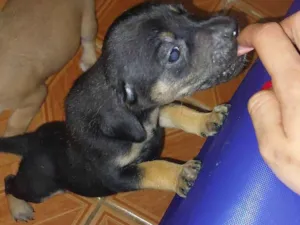 Cachorro raça Vira lata idade Abaixo de 2 meses nome ainda está sem nome