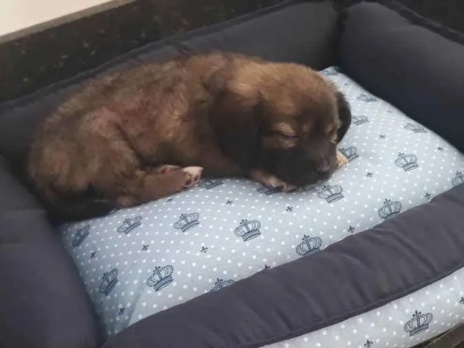 Cachorro ra a Vira lata  idade 2 a 6 meses nome Não tem