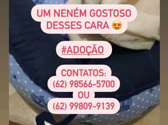 Cachorro ra a Vira lata  idade 2 a 6 meses nome Não tem