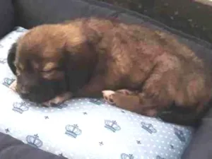 Cachorro raça Vira lata  idade 2 a 6 meses nome Não tem