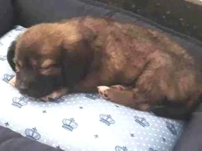 Cachorro ra a Vira lata  idade 2 a 6 meses nome Não tem