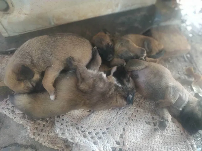 Cachorro raça Vira - Lata idade 2 a 6 meses nome Filhotes 