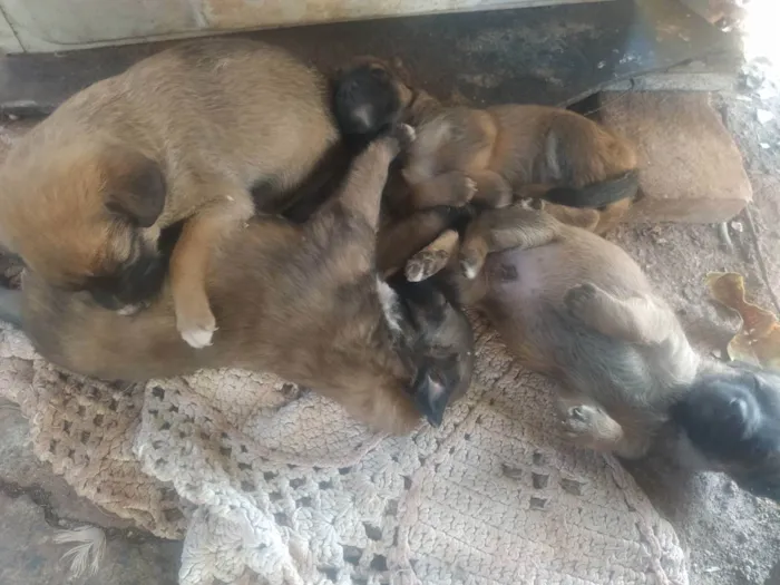 Cachorro raça Vira - Lata idade 2 a 6 meses nome Filhotes 