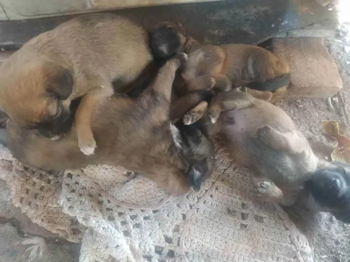 Cachorro raça Vira - Lata idade 2 a 6 meses nome Filhotes 