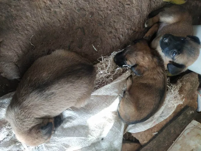 Cachorro raça Vira - Lata idade 2 a 6 meses nome Filhotes 