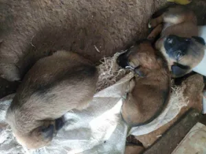 Cachorro raça Vira - Lata idade 2 a 6 meses nome Filhotes 