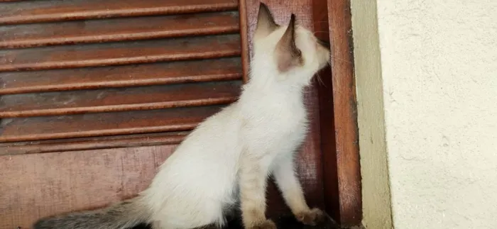 Gato ra a Samês/viralata idade Abaixo de 2 meses nome Carinha de Anjo