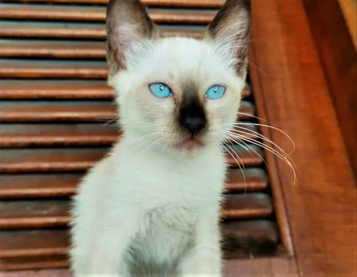 Gato ra a Samês/viralata idade Abaixo de 2 meses nome Carinha de Anjo