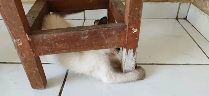 Gato ra a Samês/viralata idade Abaixo de 2 meses nome Carinha de Anjo