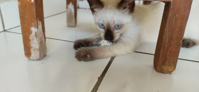 Gato ra a Samês/viralata idade Abaixo de 2 meses nome Carinha de Anjo