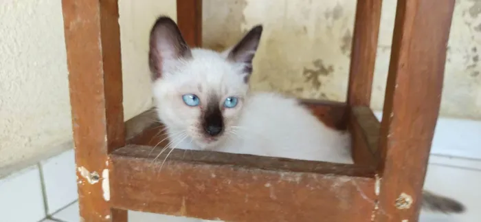 Gato ra a Samês/viralata idade Abaixo de 2 meses nome Carinha de Anjo