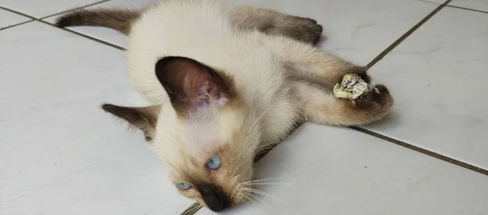 Gato ra a Samês/viralata idade Abaixo de 2 meses nome Carinha de Anjo