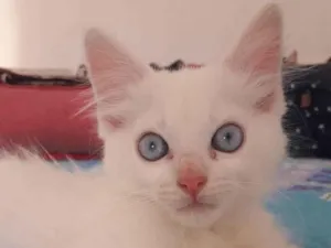 Gato raça Srd idade 2 a 6 meses nome Floquinho 