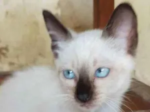 Gato raça Samês/viralata idade Abaixo de 2 meses nome Carinha de Anjo