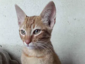 Gato raça Srd idade 2 a 6 meses nome Lelo