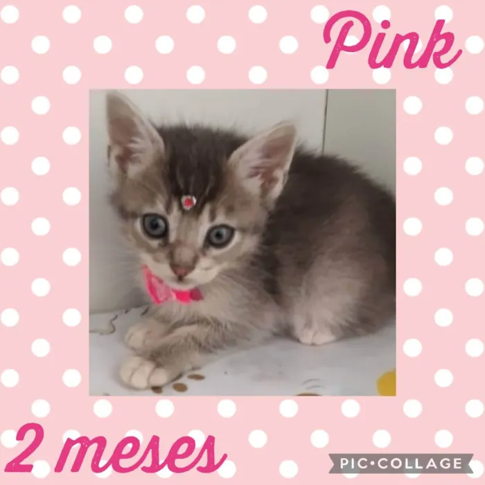 Gato raça  idade Abaixo de 2 meses nome Pink 