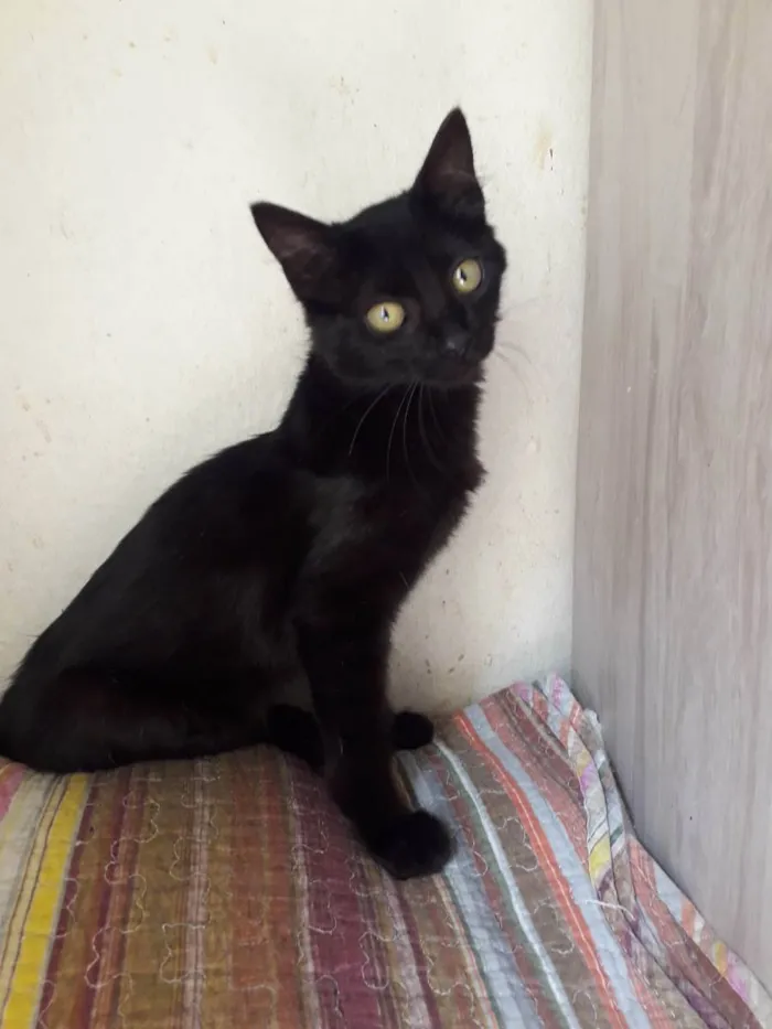 Gato raça Srd idade 2 a 6 meses nome Vick